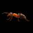 thescalpingant's profile image