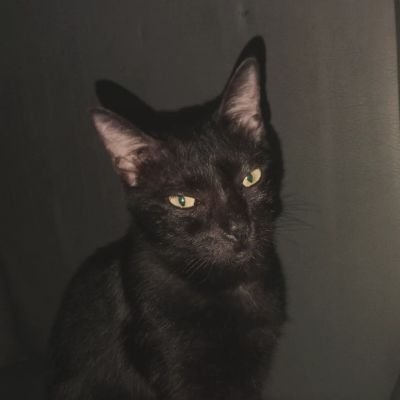 jungkooconut's profile picture. Flip the Pajeon!