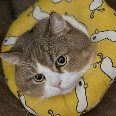 gamefi2themoon's profile picture. 成長歷程: 就算本金小也要留下投資紀錄