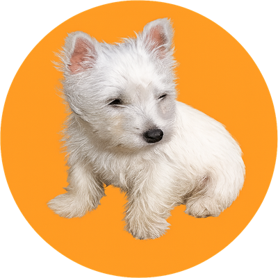 LilyBux's profile picture. 