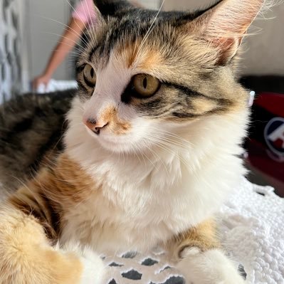 sayhibrazil's profile picture. “i hope you remember me, the best grave in your cemetery”