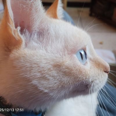 Gataloca's profile picture. Recalculando...