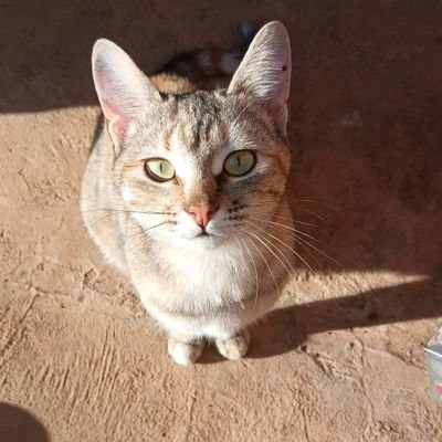 phe1adi's profile picture. ♈
🇿🇦