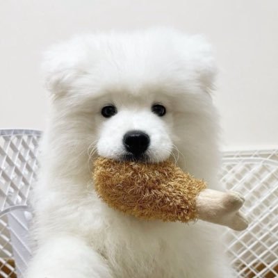 Saifa_to_rung's profile picture. ผู้กอกต๊อก / ยัยแป๋ว 🐱 / น้องลูกบุ๊ค 🐰 / มิกซิว 🐱 / จูจู้ 🐶