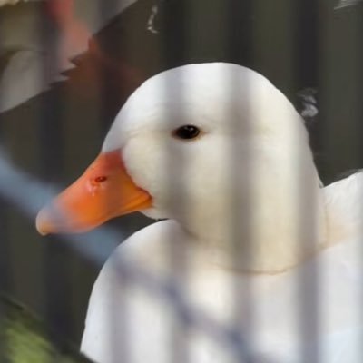 lifeisshuu's profile picture. 