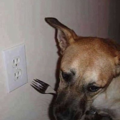 catnolikefish's profile picture. 