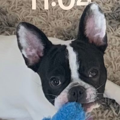 scalpingbonds's profile picture. CBOT AM. ZB,ZT,ZQ,GC & ZS (spreads)