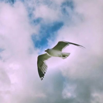 Fsuqubl's profile picture. fsu football 🏈