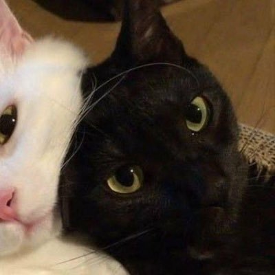 jhjkangels's profile picture. 