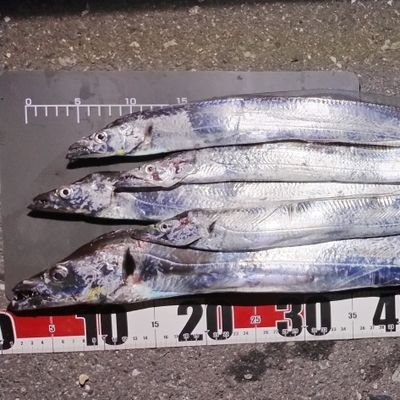 DjIVcjbsGSe9gzI's profile picture. アジ、タチウオ、タコを主なターゲットに横浜南部～横須賀で釣りをしています。

2026年はドラゴンタチウオ、尺アジが目標。

海の恵みに感謝