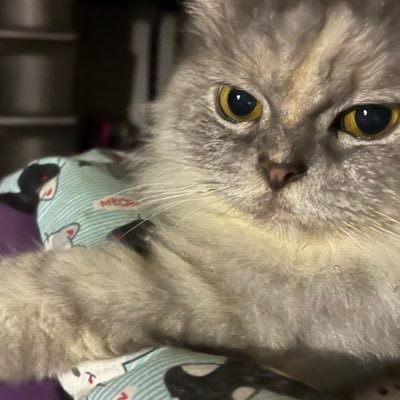 constructivismn's profile picture. 