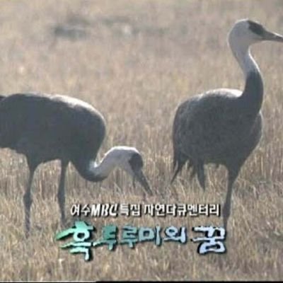 DonJomYo's profile picture. 주로 야핑, 따리, 아비트라지에 관심이 있습니다.