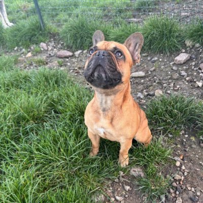 IamGroot62500's profile picture. 🇫🇷 Bouledogue français patriote allergique à Macron 🇫🇷