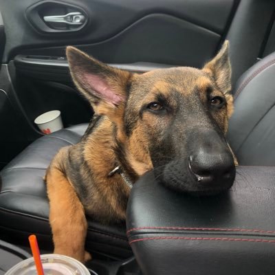 iyaplogic's profile picture. 