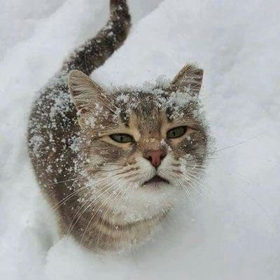 RobloxAmPlayer's profile picture. Jacob - He/Him - 17 years old - Gamer and giveaway host - I love all my friends 💙 - You can find proofs in my alt: @Jacob_alt