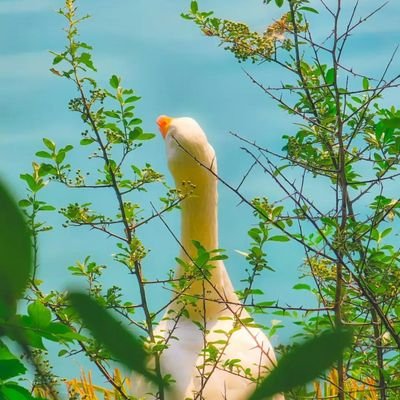 choeees's profile picture. 해킹 당해서 다시 만든 계정