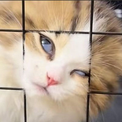 PolettVerito's profile picture. 