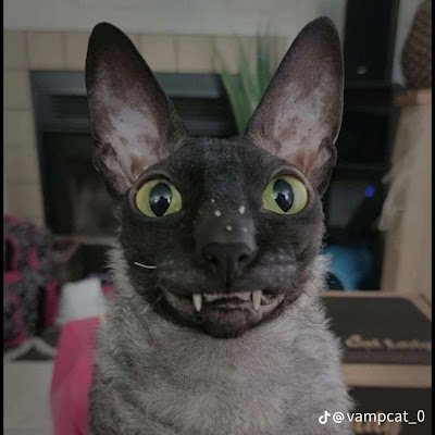 SaltyIdentity's profile picture. 