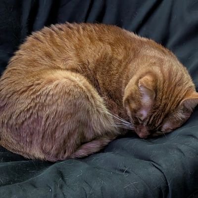 motherofmorty's profile picture. she/her