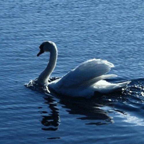 Muonira's profile picture. حب : حمزة و بتال