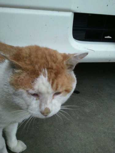 TamakiAsakawa's profile picture. 