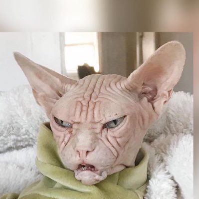 Prof_Dr_SG's profile picture. Chemist, red wine drinker and steak connoisseur. I block neo-Marxist riff raff, Guardian readers and Lefties. You’re an absolute shower!