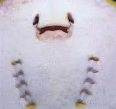 PUFCnews's profile picture. 