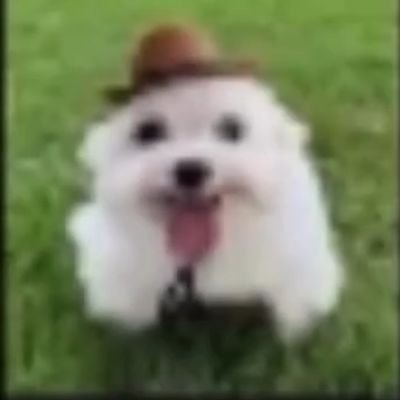 glup_shittoo's profile picture. 