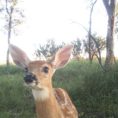 khaddeeeja's profile picture. splendidly selfish, charmingly helpless