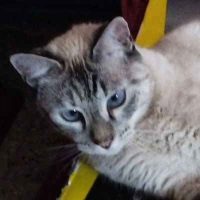 Elsisnore1's profile picture. Diseñador Grafico 
TSU en informática