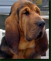 HarrysOffice's profile picture. Harry is a bloodhound who has his own animal private detective agency. Follow his work on Facebook http://t.co/RN6PKMdfSO