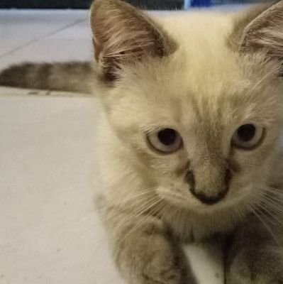 rrealovess's profile picture. bismillah ugm