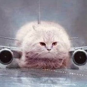 beluso45867's profile picture. I going to fly anyway