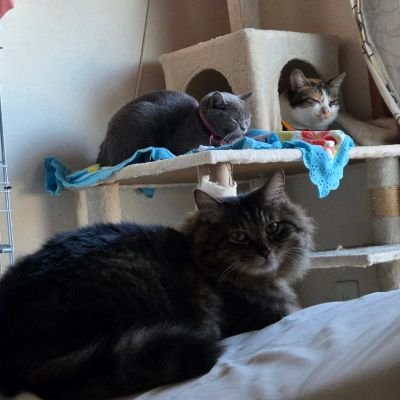 ktmmry's profile picture. 美味しい食べ物・お酒が大好き😍
米・醤油・海苔は美味しい物を！と祖母と母からの教え✨
相撲・柔道🥋バスケ🏀バレーボール🏐Hula🤙海🌊♥
三兄弟と3ニャン🐈🐈🐈とも保護して人工飼育🍼亀🐢の賑やか家族😁