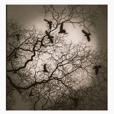 haral_tayyab's profile picture. 