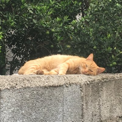 Jesushkyt's profile picture. 