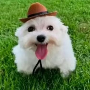 alecrlm's profile picture. 