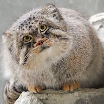 マヌルネコnext artist→ エンプティプッシュ3/27 ねぐせ。フェス3/29