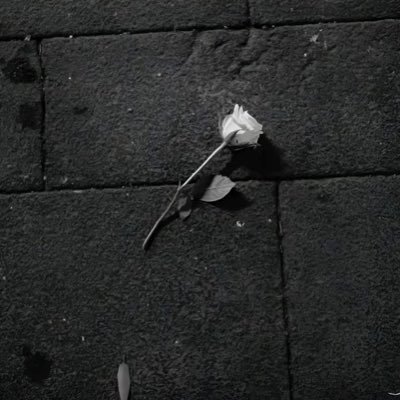 turtletimefn's profile picture. I would never do it, but it's always on my mind.