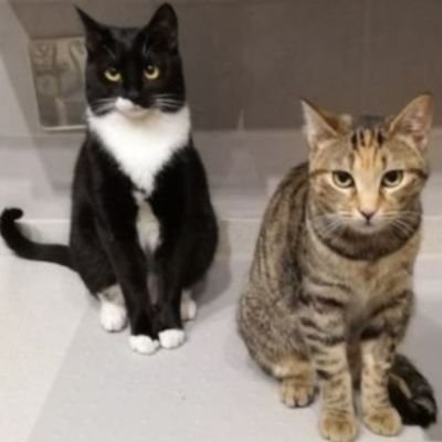 legatte61's profile picture. POTERE AI GATTI🐈‍⬛🐈(a🏠mia comandano già!)Terrona migrata a Nord. NO fasci,leghisti,renziani,razzisti,omofobi,novax,complottisti,Putin,Trump, Netanyahu. NO DM