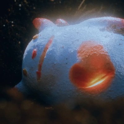 chuu_atrp's profile picture. CHUU 츄 OFFICIAL X