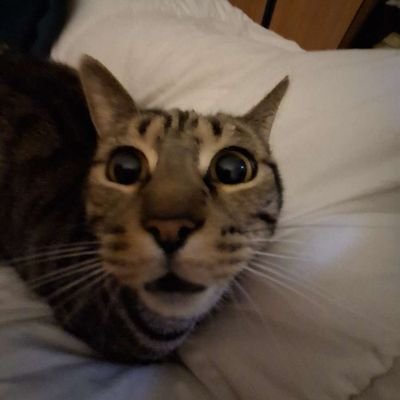 VieSensThe's profile picture. 