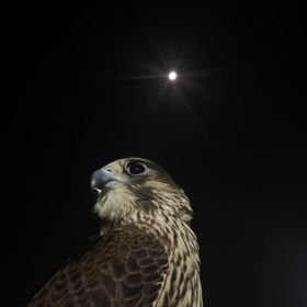 9cc_n's profile picture. 