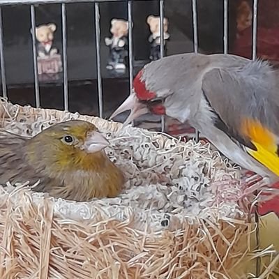 BeyabaniHoshang's profile picture. بدنساز وزیبایی اندام حرفه ای