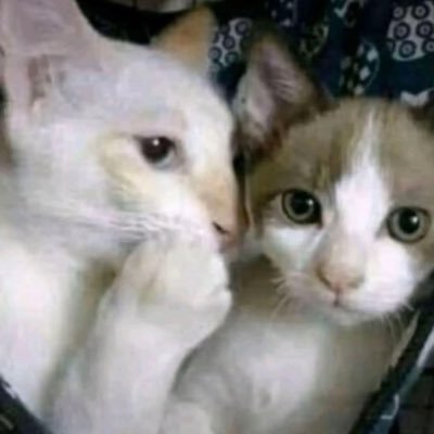 galactomyses's profile picture. 