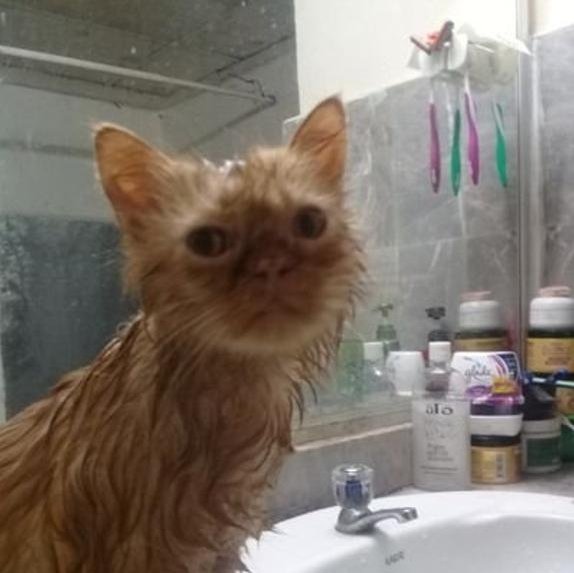 LDeMartini's profile picture. 