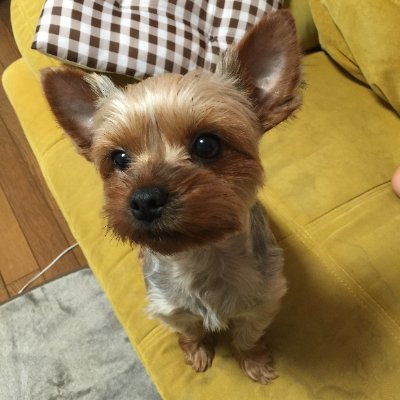 X_redtail55's profile picture. 様々なガジェットやパソコンなどを趣味にしてます。