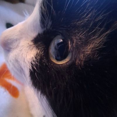 TheDC1809's profile picture. Antropóloga UN, amante de los michis y los videojuegos.