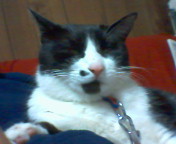 donguri_X's profile picture. 今は、二度目の北上市民満喫中。沿岸居住歴は岩泉、宮古、釜石とトータル１３年。（だから沿岸の被害は人ごとじゃないです。）ブログと連動し、ふるさと「いわて」と仲間の現在（いま）を伝えています。 過去の話題は、こちらのHPで紹介しています。https://t.co/Td4z434PdZ