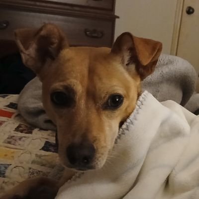 ChloeChloeChl19's profile picture. Trying to figure things out. Christian, conservative. I post a lot of pics of my rat terrier Pup.